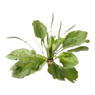 深山野外蛤蟆叶药材新鲜车前草车前子夏天凉茶下火福建潮汕青草药