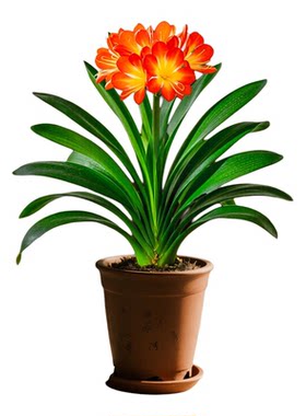 君子兰盆栽带花苞绿植花卉