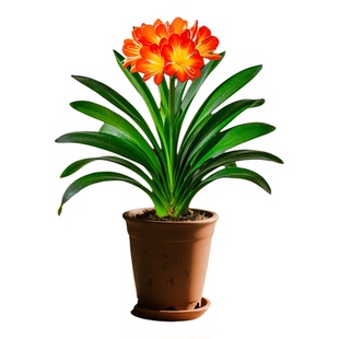 君子兰盆栽带花苞绿植花卉国宝级特大号室内植物四季好养盆景桌面