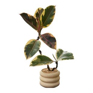 双株造型漫画橡皮树室内植物盆栽办公室内客厅好养绿植净化空气