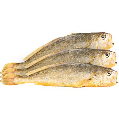 闽峡宁德冷冻大黄鱼4只新鲜海鱼