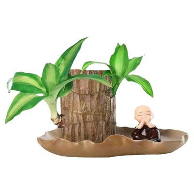 巴西木格鲁特水养绿植