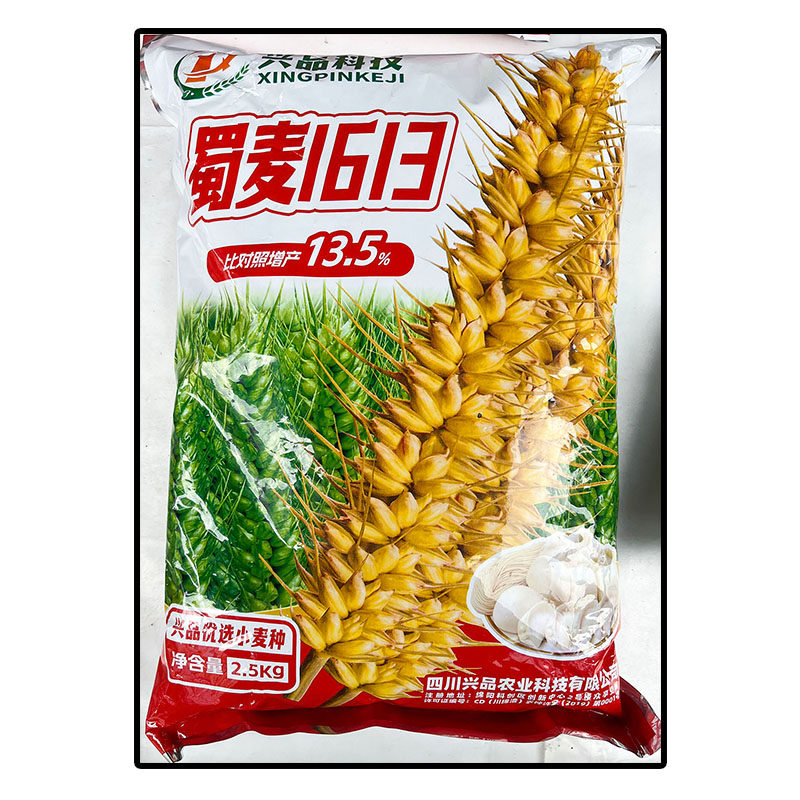 蜀麦1613【2.5kg】袋装原装小麦子种子白色颗粒大田用种绵阳