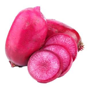 农科院萝卜种子胡萝卜沙窝冰糖水果青萝卜苤蓝洋葱芥菜莴笋蔬菜籽