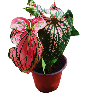 彩叶芋白月光粉色飞溅泰国白色恋人海王甜心绿植庭院盆栽观叶好养