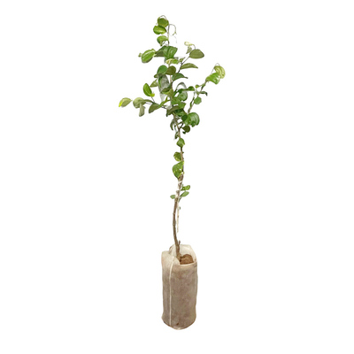 台湾大青枣树苗活苗蜜丝枣牛奶枣树南北方种植盆栽地栽甜脆果树苗