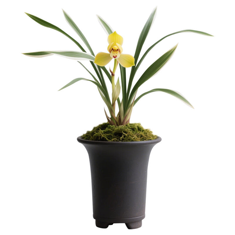 【黄荷仙】兰花苗细叶春兰名贵盆栽花卉植物浓香兰草国兰室内客厅