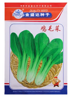 速生鸡毛菜种子四季播种20天可吃