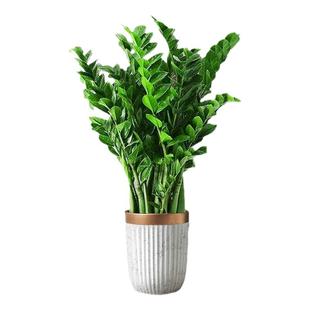 金钱树盆栽客厅大花盆旺宅树办公室内大型好养绿植物乔迁摇钱串子