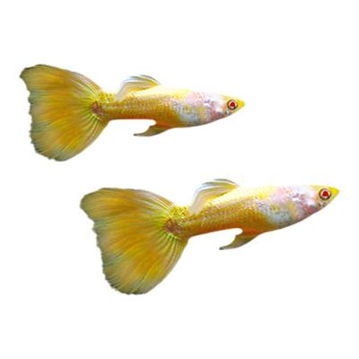 观赏鱼金鱼凤尾鱼热带孔雀鱼