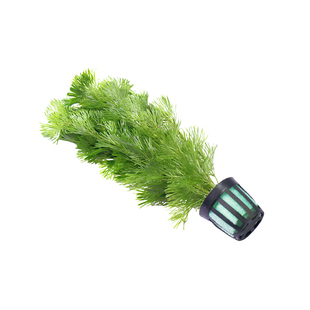 鱼缸造景水草绿菊花水族箱草缸装饰植物活体真水草藻类懒人新手