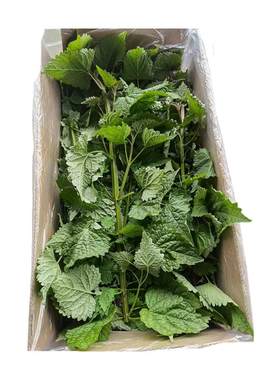 新鲜带杆做鱼采摘豆花蘸料香菜