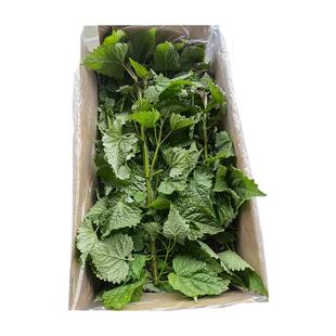 顺丰带杆藿香叶 做鱼调料 四川藿香新鲜采摘包邮 豆花蘸料 藿香菜