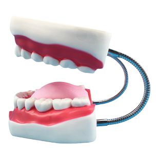 幼儿园牙齿护理牙教学 人体牙齿模型护理6倍放大口腔模型牙齿示教