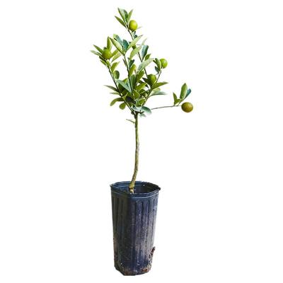 脆蜜脆皮金桔成森苗木柑桔果树苗