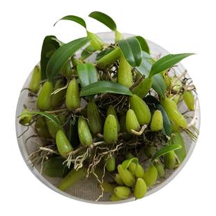 新鲜石橄榄双叶单叶中小果石莲煲汤食材材料石仙桃果上叶500g