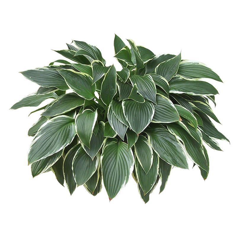 小众花境植物矾根花卉龙胆盆栽玉簪庭院植物耐寒四季宿根观叶易活