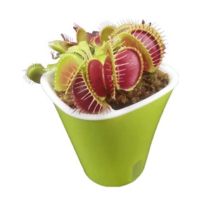 食虫草捕蝇草猪笼草捕虫趣味盆栽