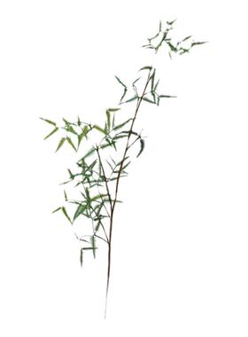 芒萁客厅新中式禅意插花