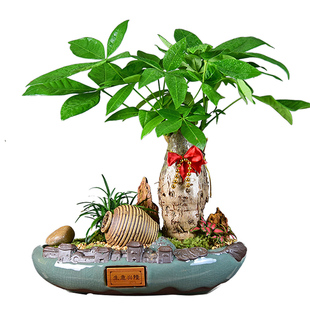 招财树盆景常青发财树盆栽罗汉松植物室内富贵竹绿植四季好养花卉