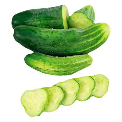 传家宝黄瓜种子浓郁多汁春秋盆栽