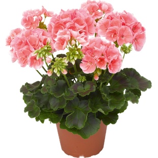 天竺葵花苗种子籽小苗直立大花阳台庭院室内外盆栽多年生