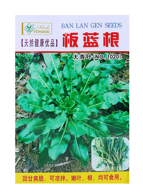 大青叶板蓝根种子今年新种子