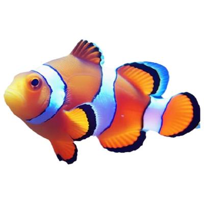 植素源水族小丑鱼人工公子海水鱼