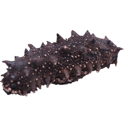 大连小海参干货辽参经济实惠