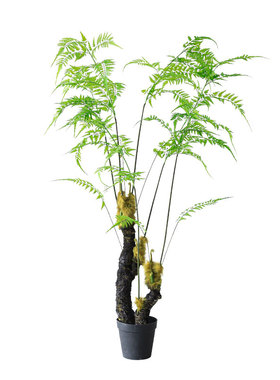 金丝猴头蕨植物装饰室内客厅橱窗