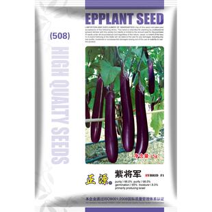 和利农 正源紫将军长茄子种籽种子黑紫色长茄特大高产四季蔬菜孑