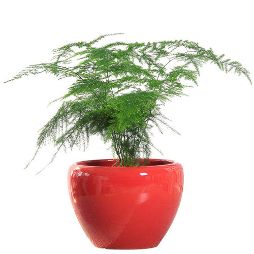 小文竹盆栽文竹盆景绿植花卉净化空气植物喜阴观叶客厅室内办公桌