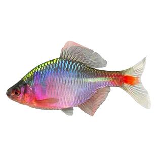 顺丰鳑鲏鱼原生鱼好养淡水观赏鱼高体七彩旁皮冷水活体小型群游鱼