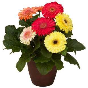 进口非洲菊种子 四季易种春播室内阳台盆栽花卉花园植物种子 花籽