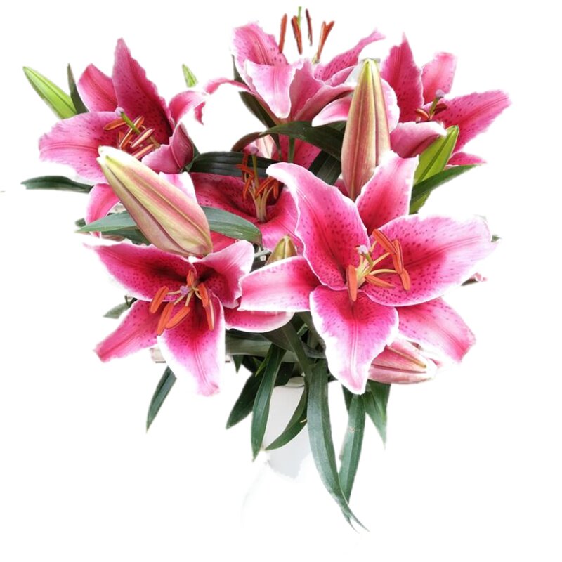 云南新鲜百合花鲜花基地直发家庭插花养花供佛香水百合10支一扎