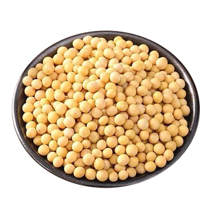 四川本地黄豆种子老品种黑脐黄豆子农家自种非转基因豆浆豆腐豆子