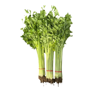 四季芹菜苗大全小香芹秧苗大全阳台蔬菜适合冬天种的南方当季菜苗