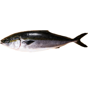 特大黄金鲅鱼22-20斤海鱼新鲜整箱批发马鲛鱼冷冻大鲅鱼整条礼盒