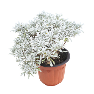 花镜植物银香菊盆栽棉杉菊秋冬室外耐寒花苗有香味花卉芙蓉菊包邮