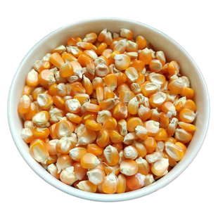 普通老玉米非转基因食用干玉米粒贵州农家自种传统老品种黄玉米