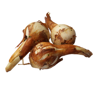 云南特产新鲜大茨菇粉糯白慈姑农家茨菰白马蹄新鲜蔬菜白茨菇芽菇