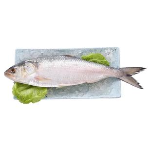 4斤鲥鱼超大1-5斤/条三黎鱼冰鲜三泥鱼海捕海时鱼冻品酒店同款