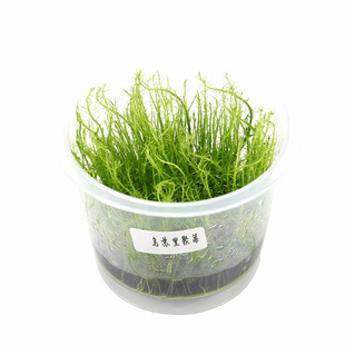 乌苏里聚藻无菌杯后景草鱼缸草造景水草荷兰景无藻无螺