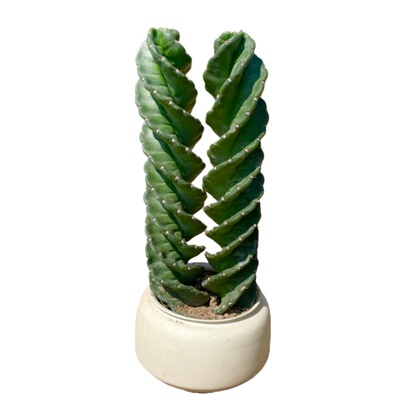 庭院阳台仙人掌左右螺旋柱龙卷风