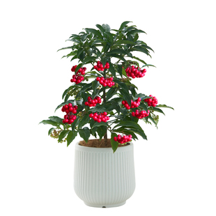 富贵籽盆栽黄金万两带果花卉办公室内耐寒植物客厅吸甲醛桌面绿植