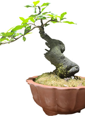 血红葫芦果品种小老桩挂果盆景