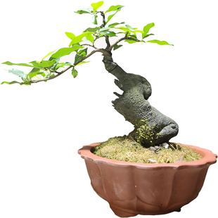 金弹子年功母桩带花嫁接苗南瓜果小品挂果碳化小品老桩精品盆景