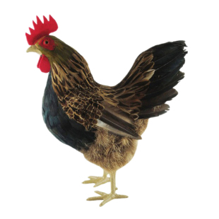 仿真大母鸡模型鸡摆件摄影道具真羽毛工艺品造景假鸡家居招财摆件