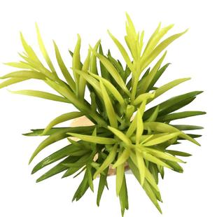 爬虫爬宠仿真植物饲养箱造景生态雨林缸陆龟蜥蜴变色龙沙漠装饰