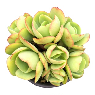 鸡蛋碧桃一物一拍缀化圆叶群生多头老桩桃花石多肉植物盆栽趣味阳